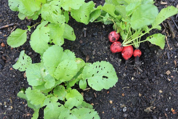 One clump of multisown radish 54 days since sown
