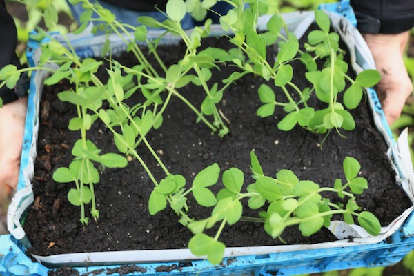 One month old pea plants planted into a box