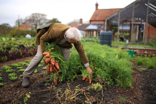pulling Oxhella sown 17th June after cabbage harvests