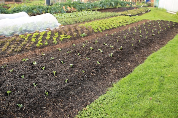 Broad beans transplanted late November