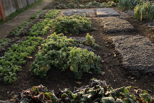 Salad plants, celeriac and waiting for beans
