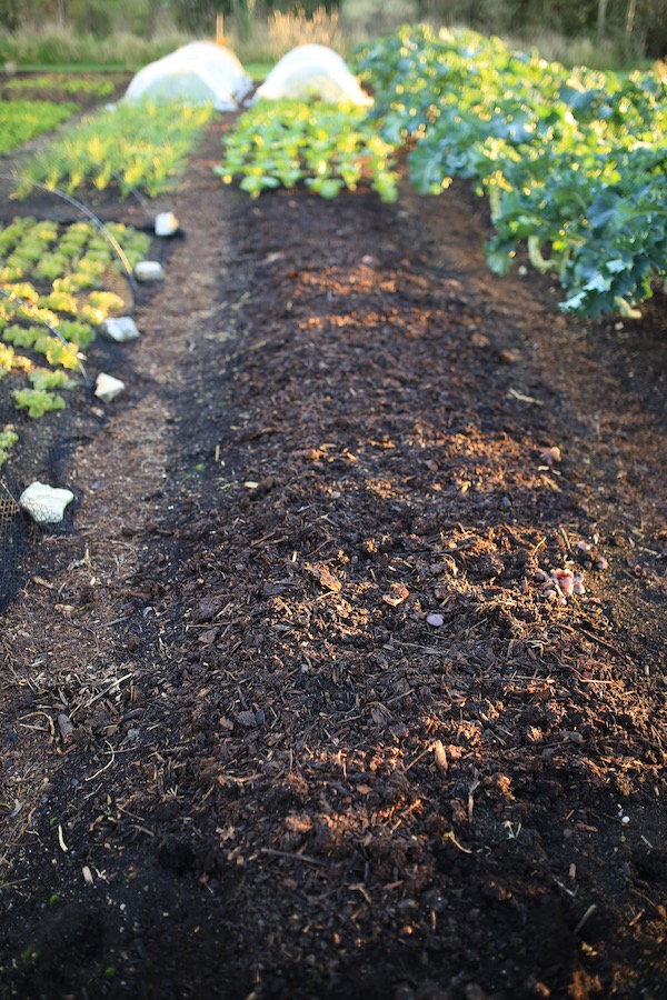 New compost is old horse manure