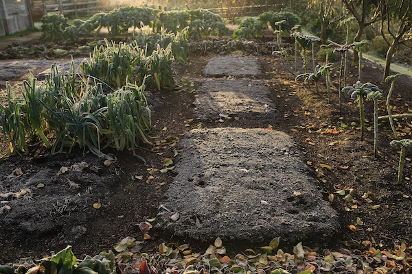 Multisown leeks are harvesting nicely and composted bed