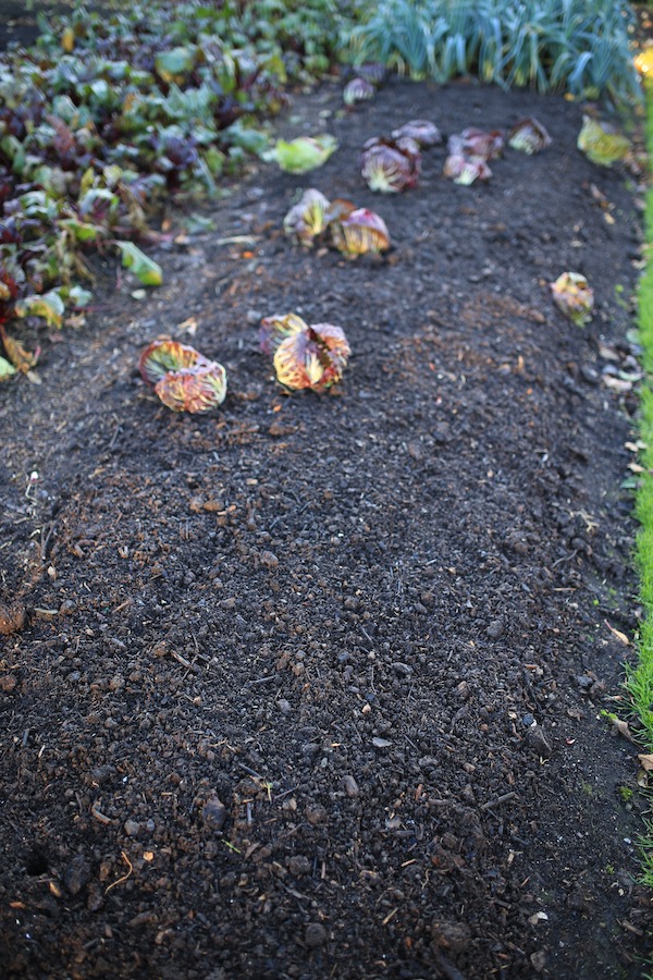 Compost spread around chicories for radicchio