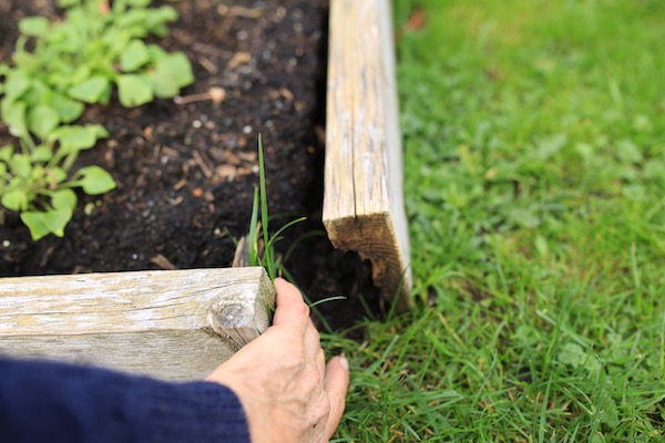 Screws now floating with the wood rotten