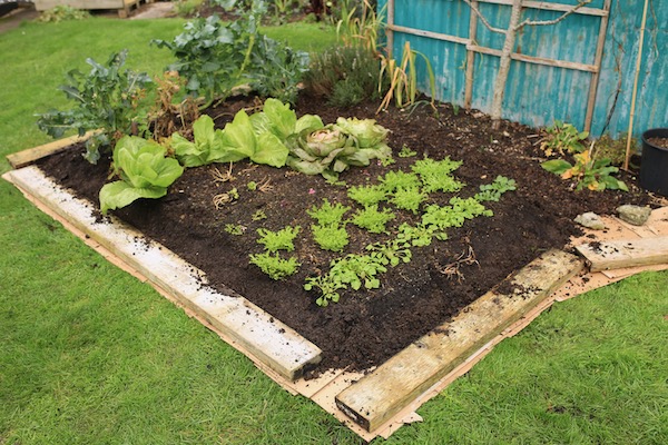 Sides removed and grass edge now mulched