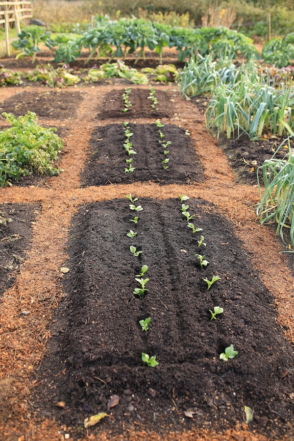 New planting of beans after frost