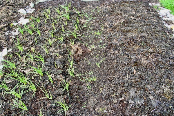 Many grasses in the path
