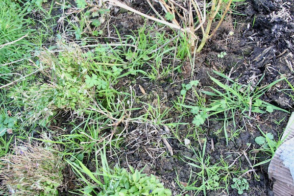Mass of winter weeds, no mulch