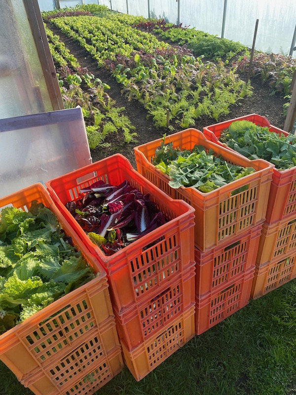 Salad harvest is chicory, mustards, lettuce, endive and herbs