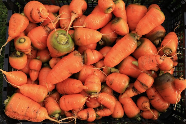 Harvest of the stumpy Oxhella carrots