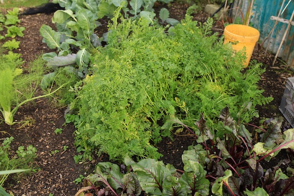 Carrots before harvest
