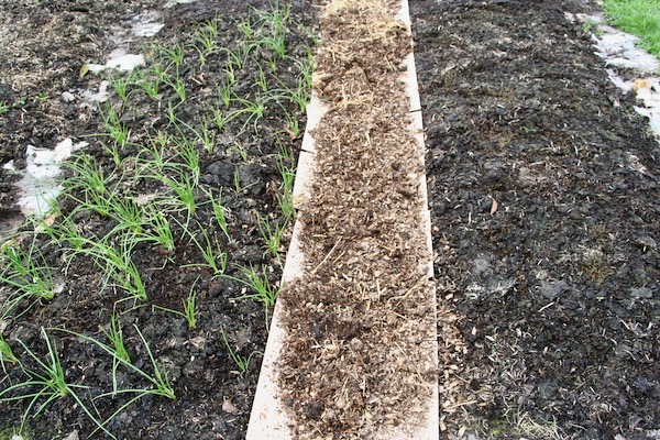 Weeds covered with card then wood shavings