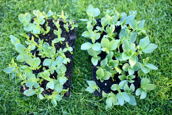 One week later, homemade compost less good