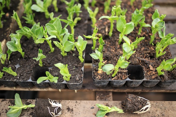 Comparing compost for broad bean seedlings