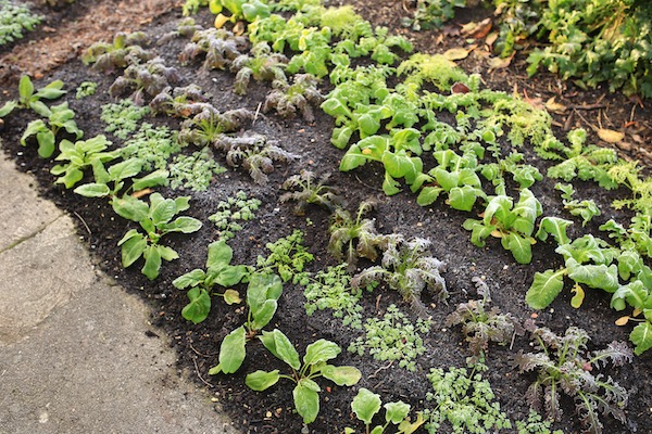 Frosted salad plants, these will survive winter unprotected outside