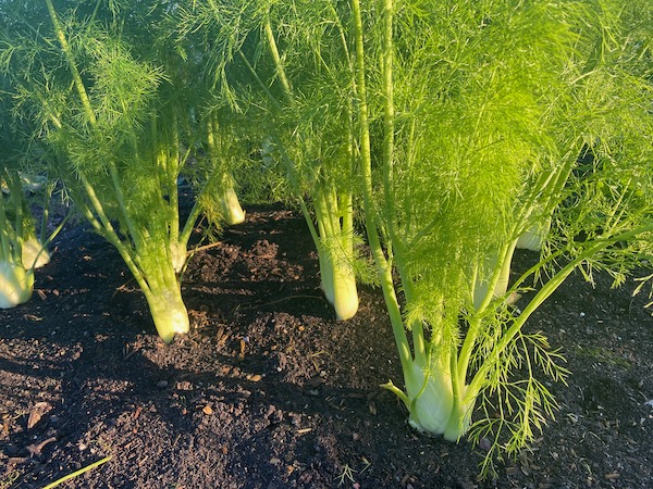 Fennel bulbs ready to harvest