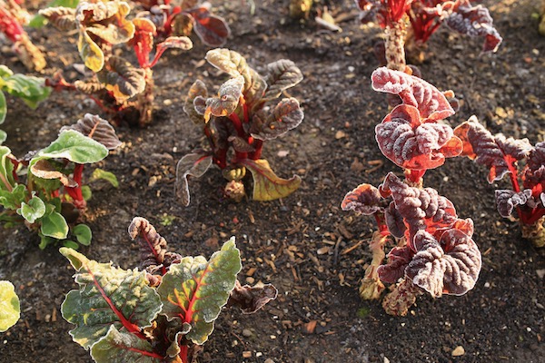 Seven month old chard has cropped heavily since June