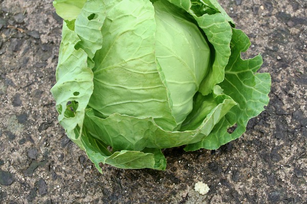 I found these slug eggs while harvesting a rather fine cabbage