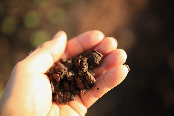 Fresh cow manure has been buried in a horn