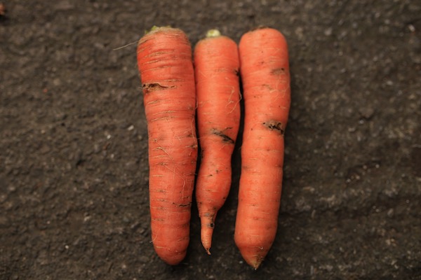 Carrots with maggots of the root fly tunnelling around