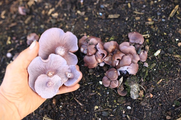 Wood blewits thanks to wood in mulches