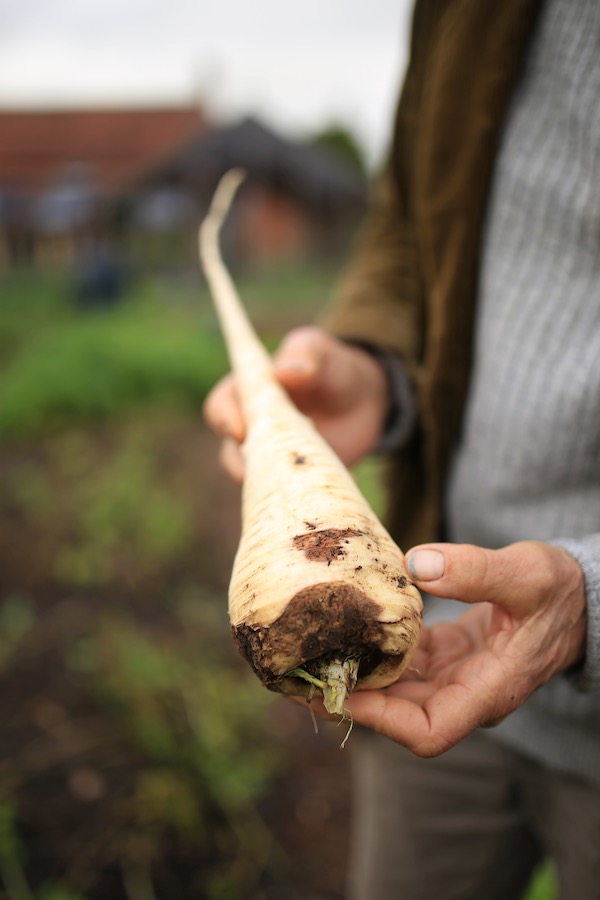 Kanka on parsnip shows as rotting brown patches