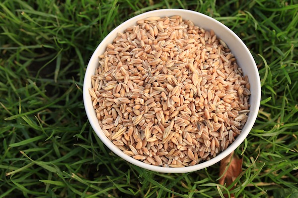 Wheat is Black Emmer, old type