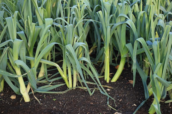Multisown leeks second planting after potatoes