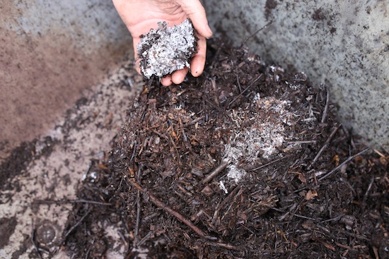 Mycelial threads in nine month old woodchips