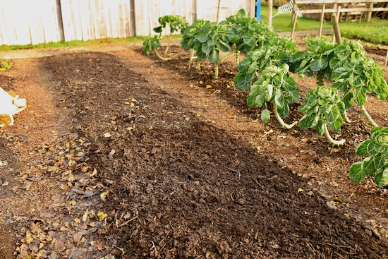 Beds composted, paths mulched wood