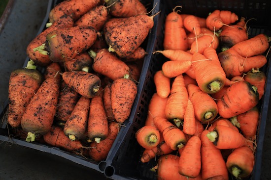 Oxhella the year's last carrot harvest