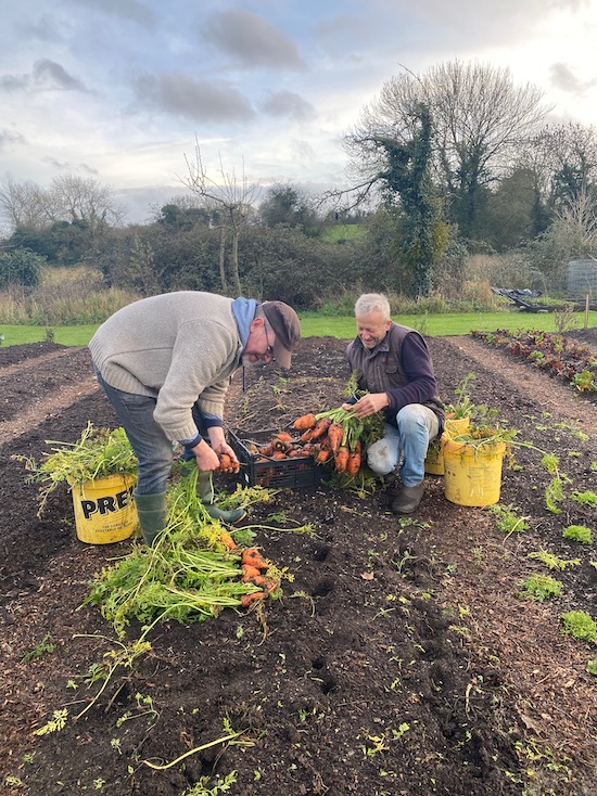 Pulling carrots mid December