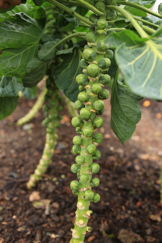 Braemar Fi Brussels no dig