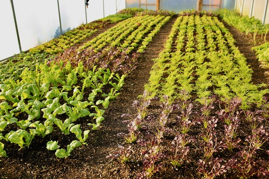 Polytunnel salad plants 20th December