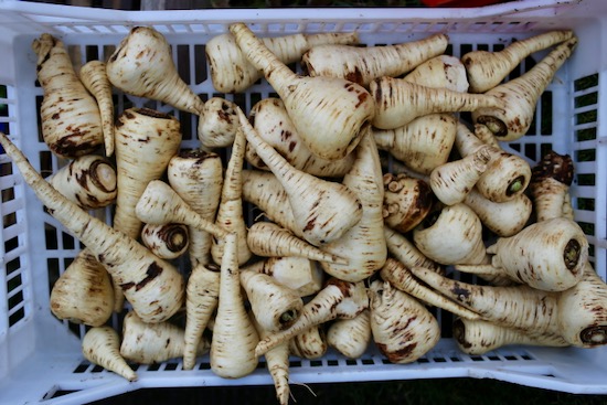 Parsnips from 17th December harvest