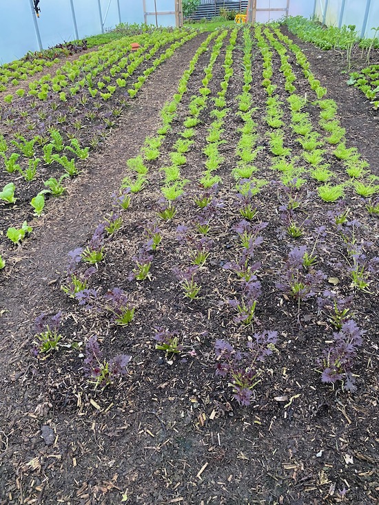 Polytunnel salad plants 21st December