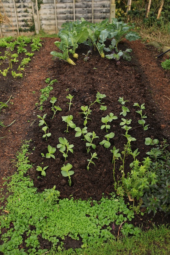 Bed 3 with broad beans just planted