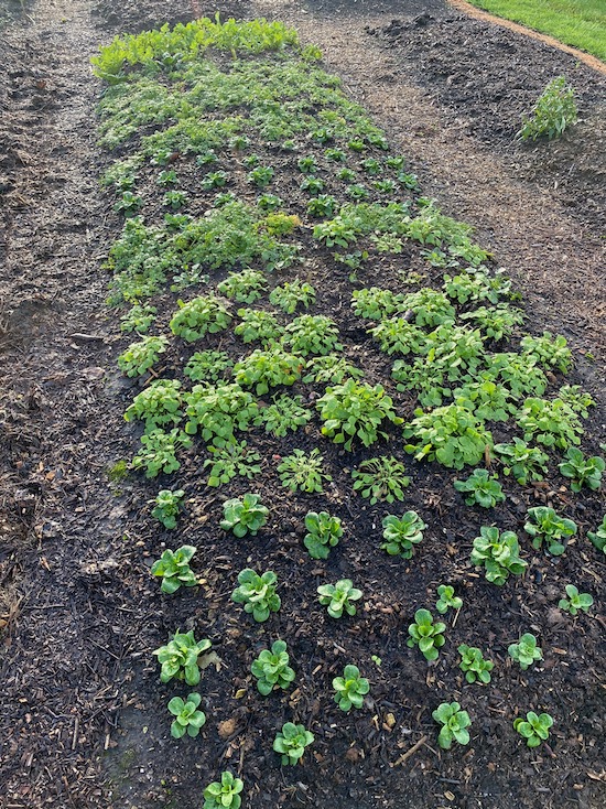 Salad bed two months later