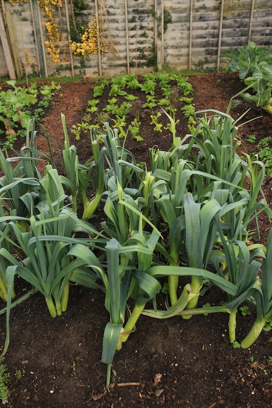 Bed 2 small garden leeks salads