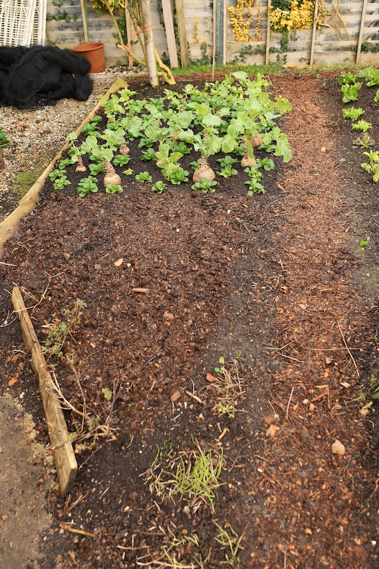 Bed 1 small garden swedes