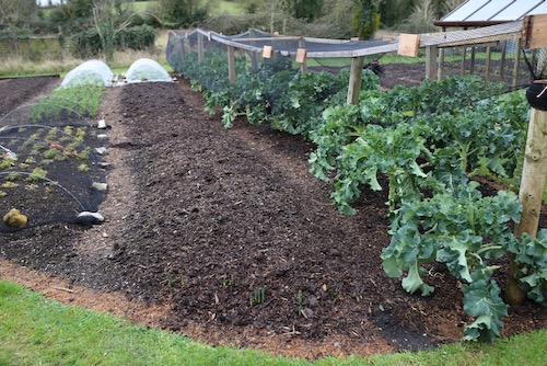 Structure to protect the broccoli