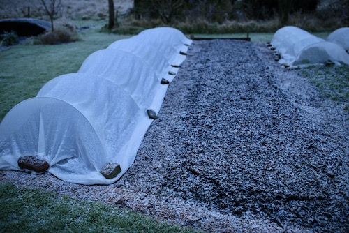 After covering bean plants with thermacrop