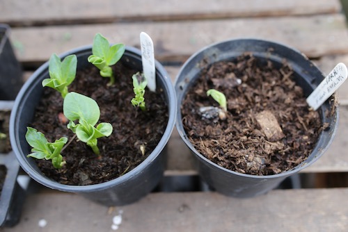 checking digestates for quality