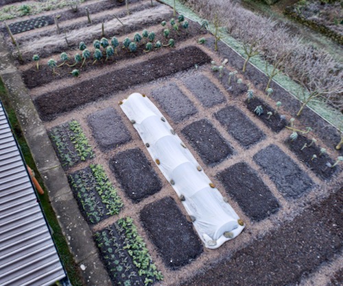 Three Strip Trial area, broad beans under cover