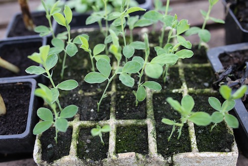 Sweet pea seedlings
