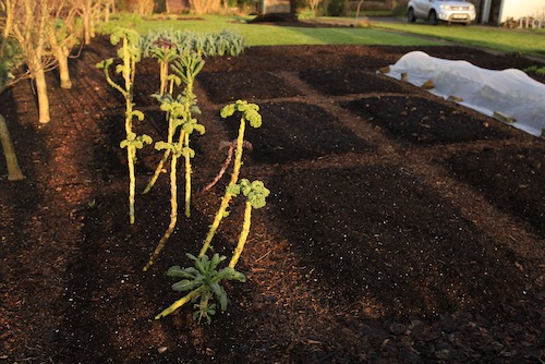 Kale mid January was picked hard before Christmas