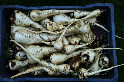 29th January, new and final parsnip harvest
