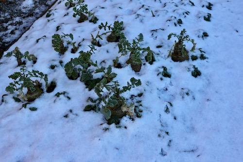 25th January, what can be under there!