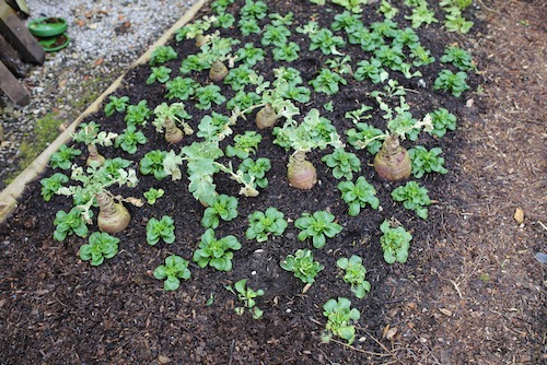 28th January, interplant of lambs lettuce with swede